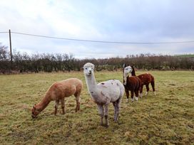 Four alpacas in a field at The Homestead in Moorsholm