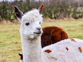 An alpaca in a grassy field at The Homestead in Moorsholm