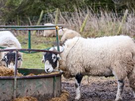 A group of sheep eating from a feed trough at The Homestead in Moorsholm