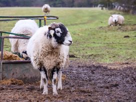 Sheep near a feeding trough in a pasture in Moorsholm