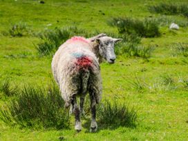 A sheep standing in a grassy field near Chapel Stile