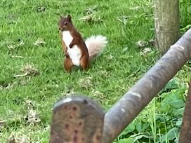 A squirrel standing on grass near a fence and tree at Studio Apartment at High Dyke Farm Cockermouth