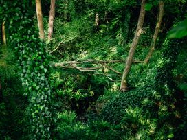 A forest scene with trees and ferns at Glamping pod-Luxury Glamping Retreat, Battle