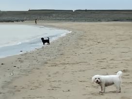 Two dogs on a beach with a person in the background at The Retreat Cabin in Llanelli