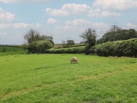 A field with sheep grazing at Ellishayes Farm in Combe Raleigh