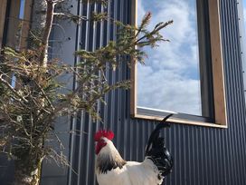 A rooster standing near a tree and a window at Cullinview Isle of Skye