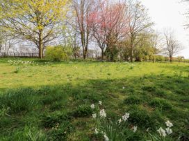 A garden with trees and daffodils at Foxhill Farm Barn, Cheltenham