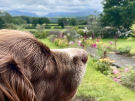 A dog in a garden with flowers and mountains in the background at Bluebell Shepherd’s Hut in Llanfairpwllgwyngyll