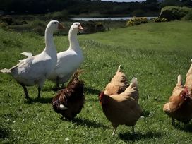 Geese and chickens in a field near water at Country Retreat Sleeps 2 Holyhead