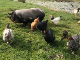 A pig and various chickens in a grassy area at Country Retreat Sleeps 2 Holyhead
