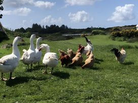 Geese and chickens on grass near water at Country Retreat Sleeps 2 Holyhead
