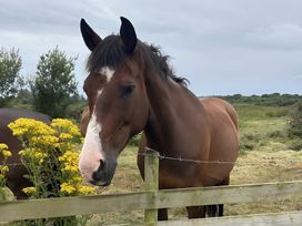 A horse near yellow flowers at Country Retreat Sleeps 2 in Holyhead
