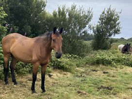 A horse standing in a field at Country Retreat Sleeps 2 Holyhead