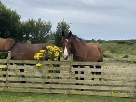 Two horses by a fence with yellow flowers at Country Retreat Sleeps 2 Holyhead