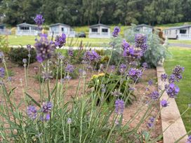 Lavender plants in a garden with holiday lodges in the background at Cedar Lodge 2 Bedrooms, Delamere