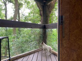 A dog standing on a wooden deck with trees in the background at The Tree House in the Woods Longhope
