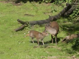Two deer in a grassy area with fallen branches at The Tree House in the Woods Longhope