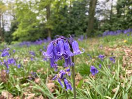 Bluebell flowers in a field at The Tree House in the Woods Longhope
