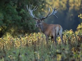 A deer standing in a field surrounded by grass at The Tree House in the Woods Longhope