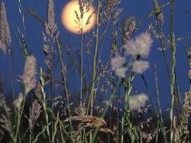 A moon visible through tall grasses in the night at Cosy Shepherd’s Hut in Longhope