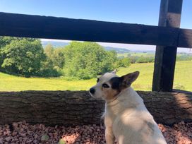 A dog near a fence with a view of fields at Cosy Shepherd’s Hut Longhope
