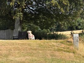 A dog standing near a bench and tree at Moorland View in Dobwalls