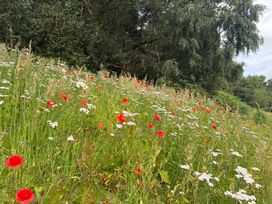 A field with red poppies and white wildflowers at Cedar Lodge 3 Bedrooms in Delamere