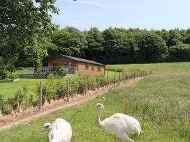 A house with a fenced area and ostriches at Holly Lodge near Caerwys