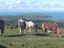 Horses grazing on grass with a coastal view at Ty Mor in Newport, Pembrokeshire