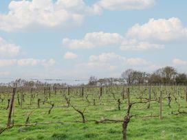 A vineyard with bare vines and clouds at Vine View near Halesworth
