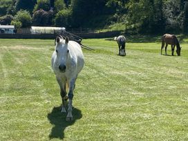 Three horses in a pasture with a barn and trees near St Clears