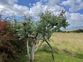 A tree and bushes in a grassy area at The Faithfuls Cabin in Dingle, County Kerry