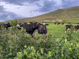 Cows in a field with hills in the background at The Faithfuls Cabin in Dingle, County Kerry