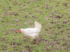 A chicken walking on grass and mud at Ingleside Cottage in Whitby