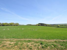 A field with sheep grazing at Little Blagdon in Ashwater