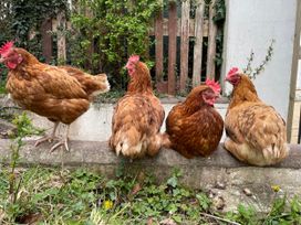 Four brown chickens sitting on a stone ledge at Inglewood Bach Conwy