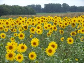 A field of sunflowers under a cloudy sky at Woodland Lodge The Snug Filby