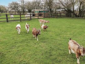 A group of goats in an outdoor area with a shed and trees at Mardi Gras in Wisbech