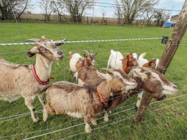 A group of goats behind a fence at Mardi Gras in Wisbech