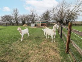 A field with goats and a shelter at Mardi Gras in Wisbech