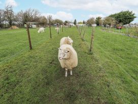 Sheep in a pasture with fencing at Mardi Gras in Wisbech