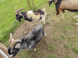 A group of goats in a fenced area at Mardi Gras in Wisbech