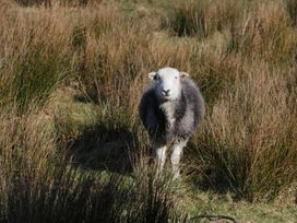 A sheep standing in a grassy field
