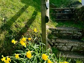 A garden with stone steps and yellow daffodils at Penpegws near Aberystwyth