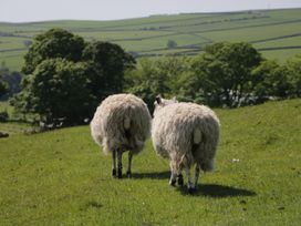 Two sheep walking on grass with hills in the background at 8 Railway Cottages Ulverston