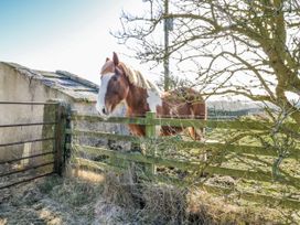 A horse near a fence at Swallows Rest in Hexham