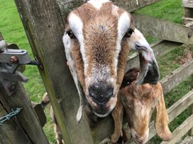 Goats at a wooden fence