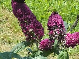 A cluster of purple flowers in a garden at Llanarmon-yn-Ial Mold 3-Bed Caravan, Sleeps 6 Llanarmon-Yn-Ial