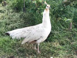 A white peafowl standing on grass at Converted Stone Barn -20 Acres - Farm Animals! in Corwen