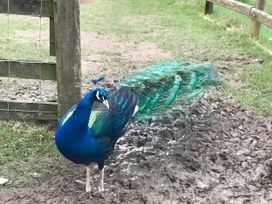 A peacock standing on muddy ground near a wooden fence at Converted Stone Barn -20 Acres - Farm Animals! in Corwen